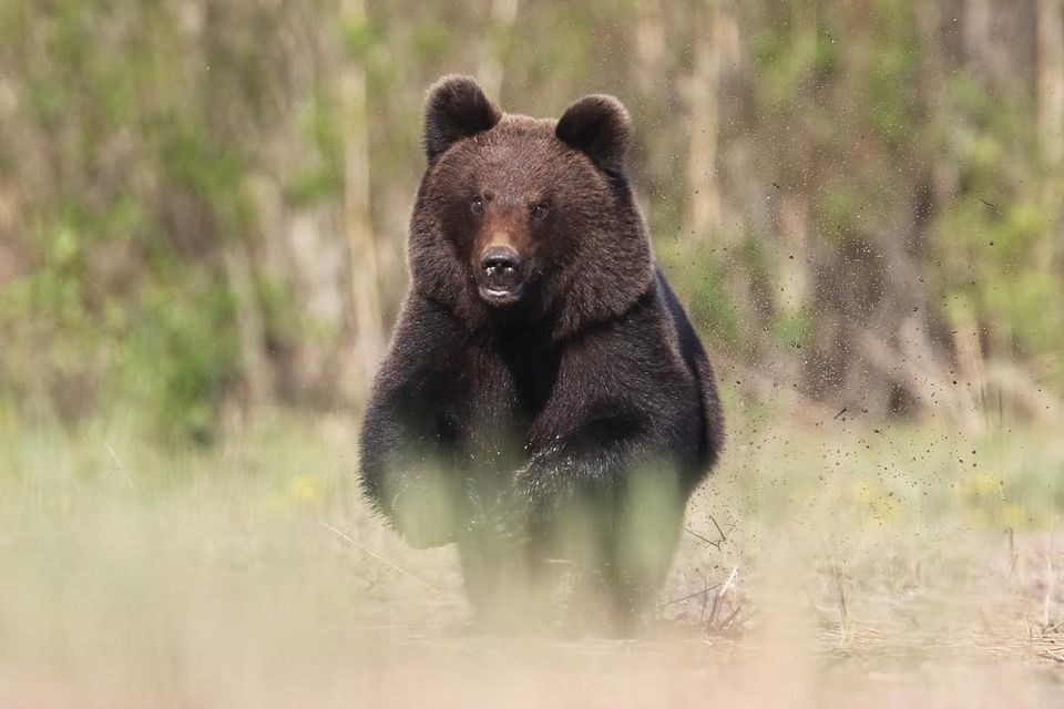 медведь Юле