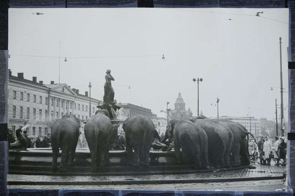 слоны в Хельсинки