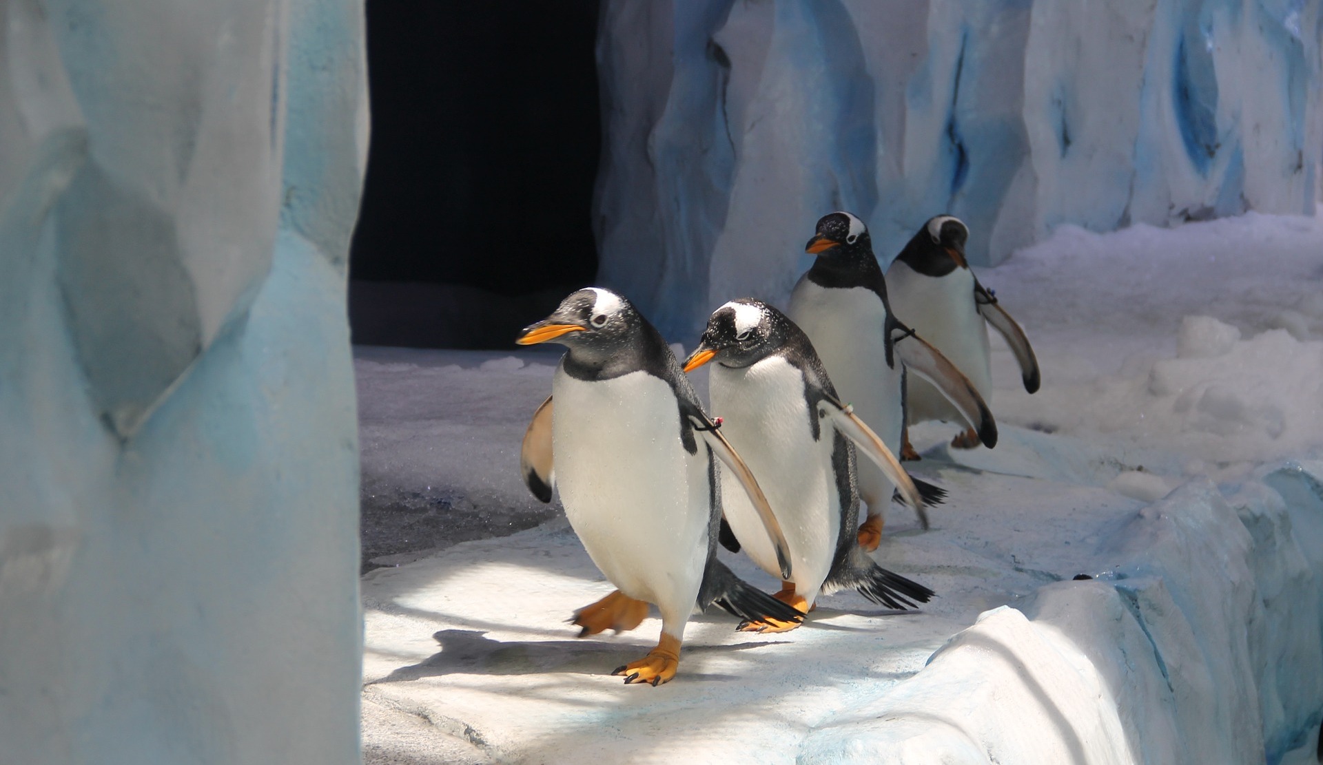 пингвины пиксабай