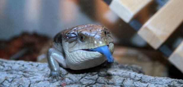 Ящерицу синеязыкого сцинка зовут Тюбиком