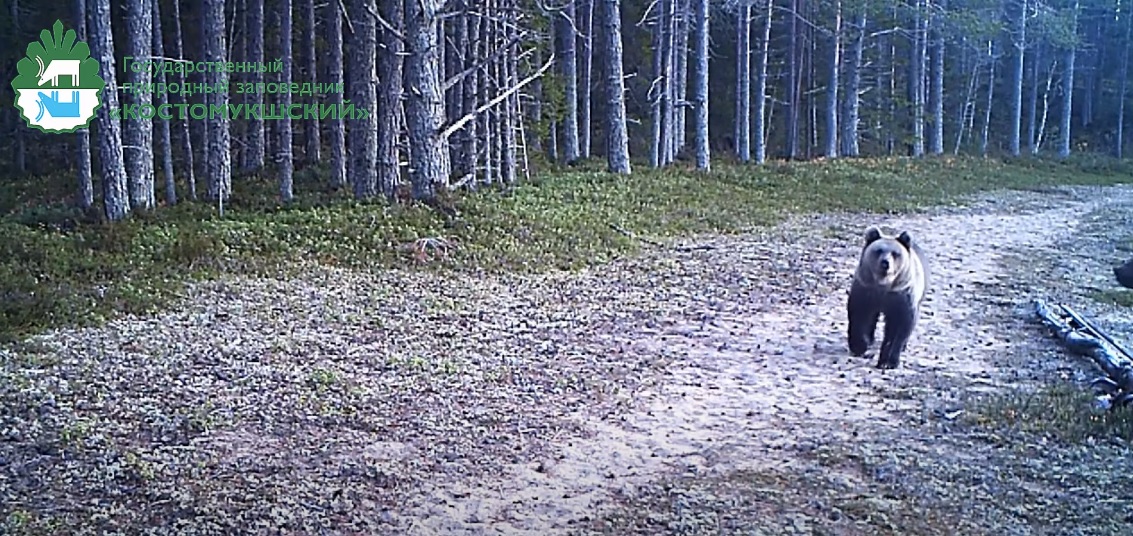 Фото: скриншот с видео " Заповедник Костомукшский"