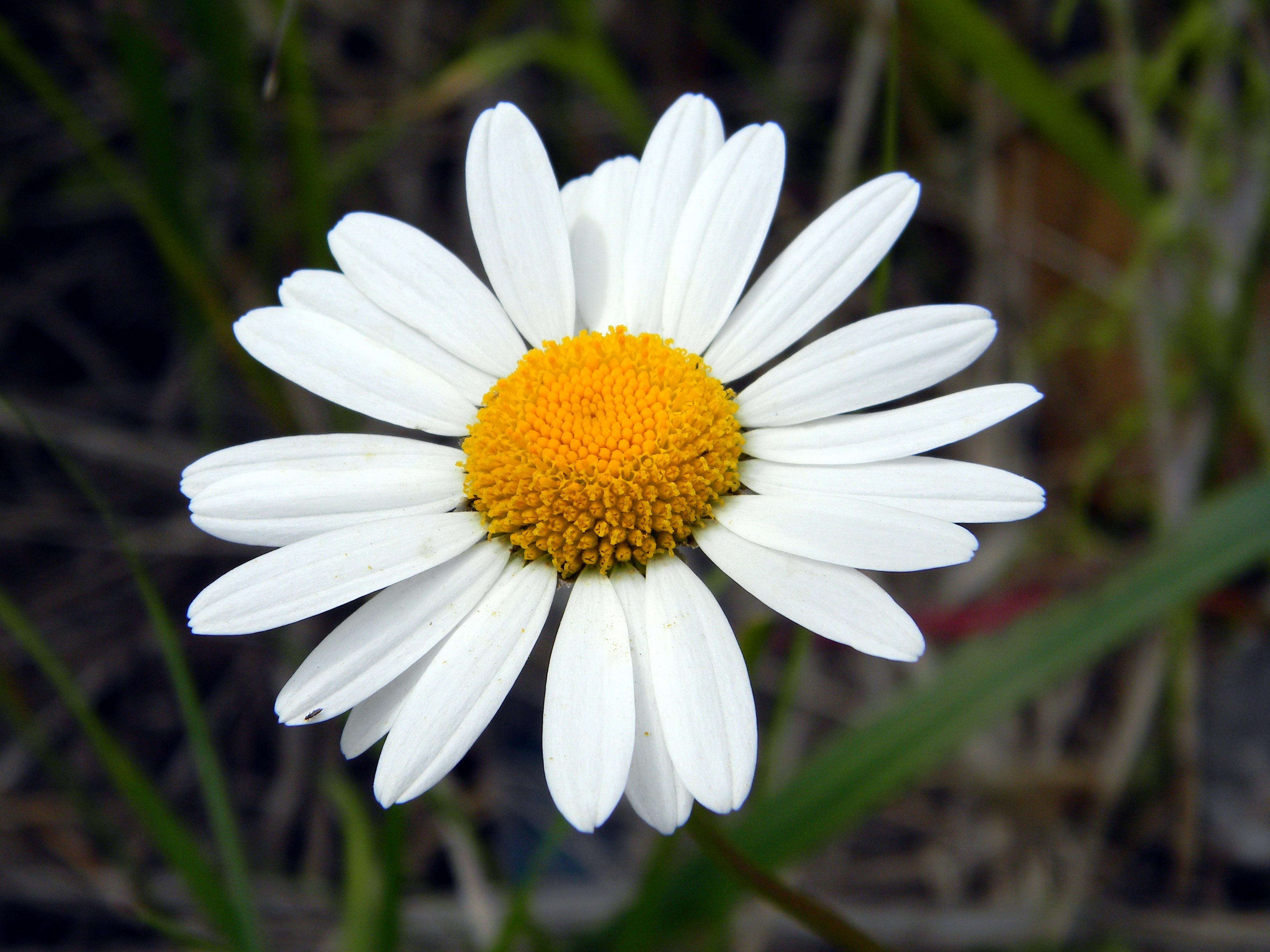 nature-plant-white-flower-petal-bloom-1073028-pxhere-com