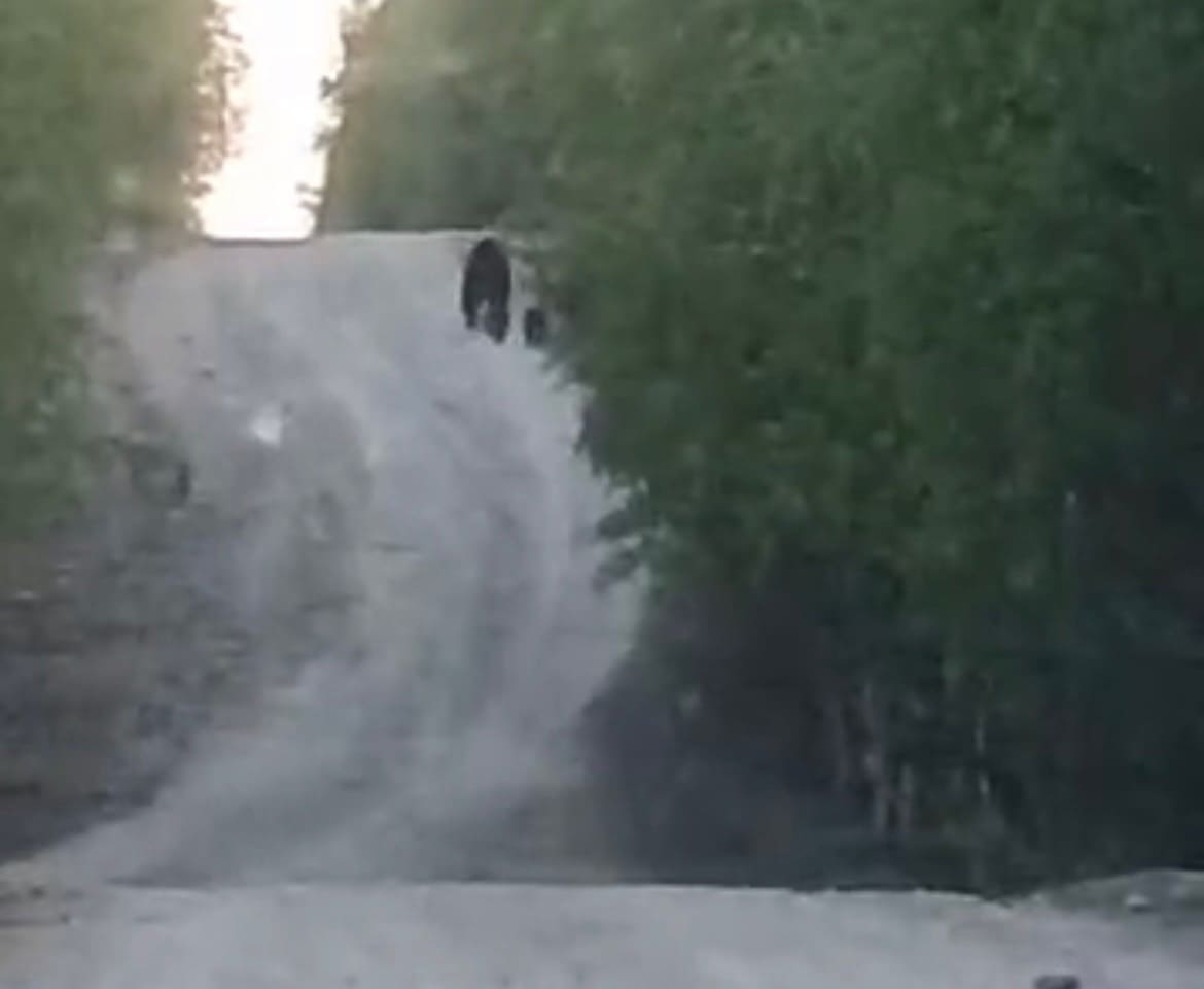 Медведица с медвежатами в районе озера Юрикоярви